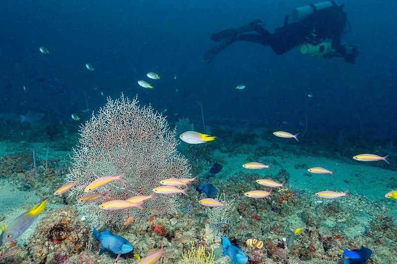 Unleashing the Untamed Power of the Kraken in Indian Waters in India